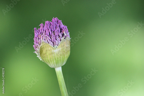 bulb #7