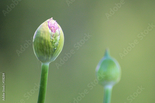 bulb #12