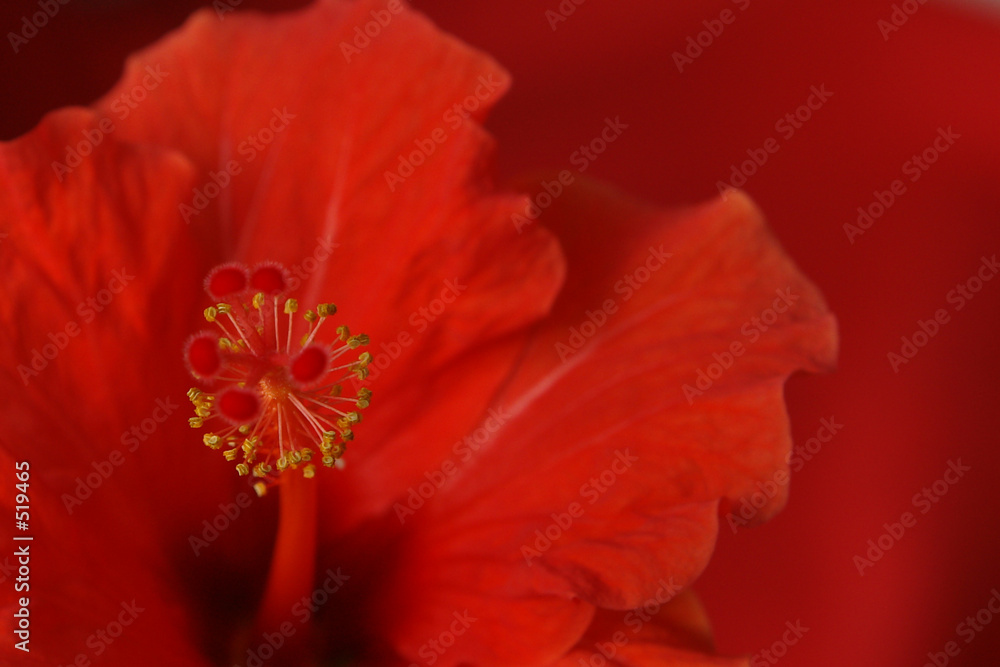dressed in red dressed in red