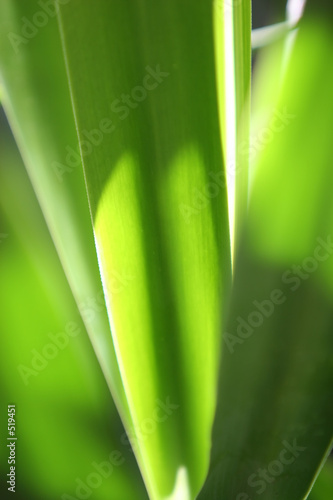 green lines