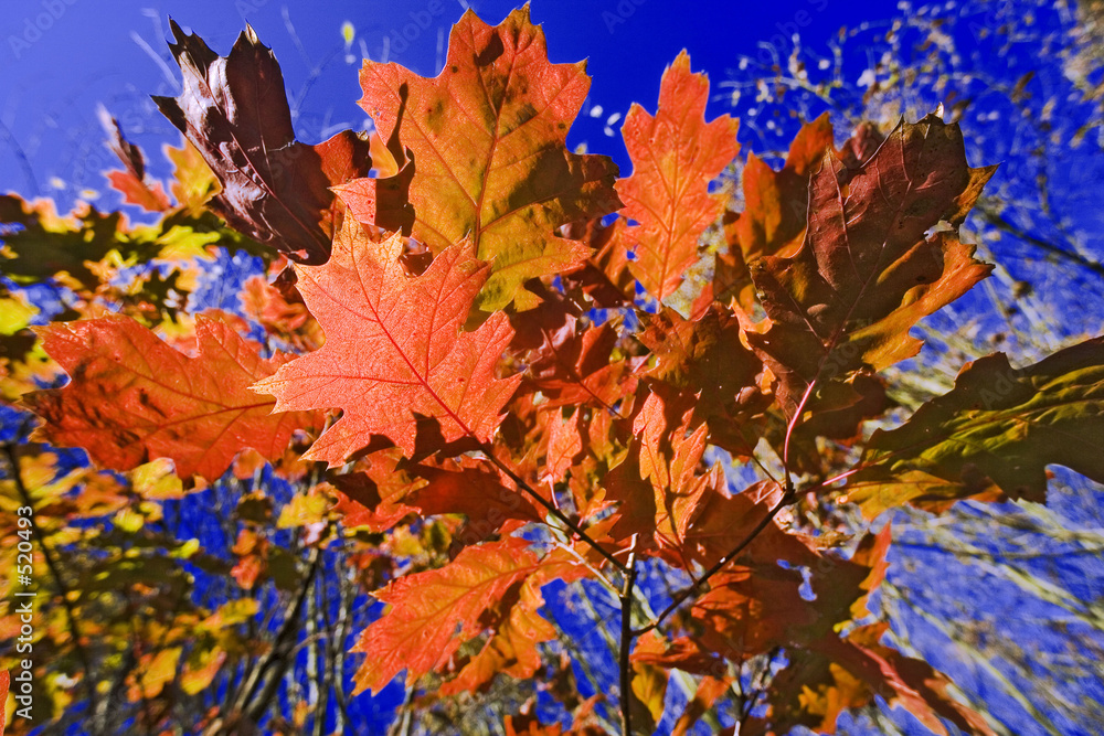 Fototapeta premium forêt lyons
