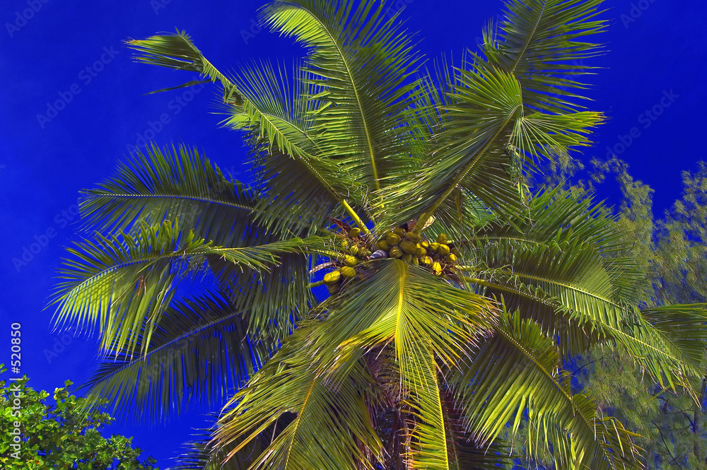 Fototapeta premium seychelles praslin