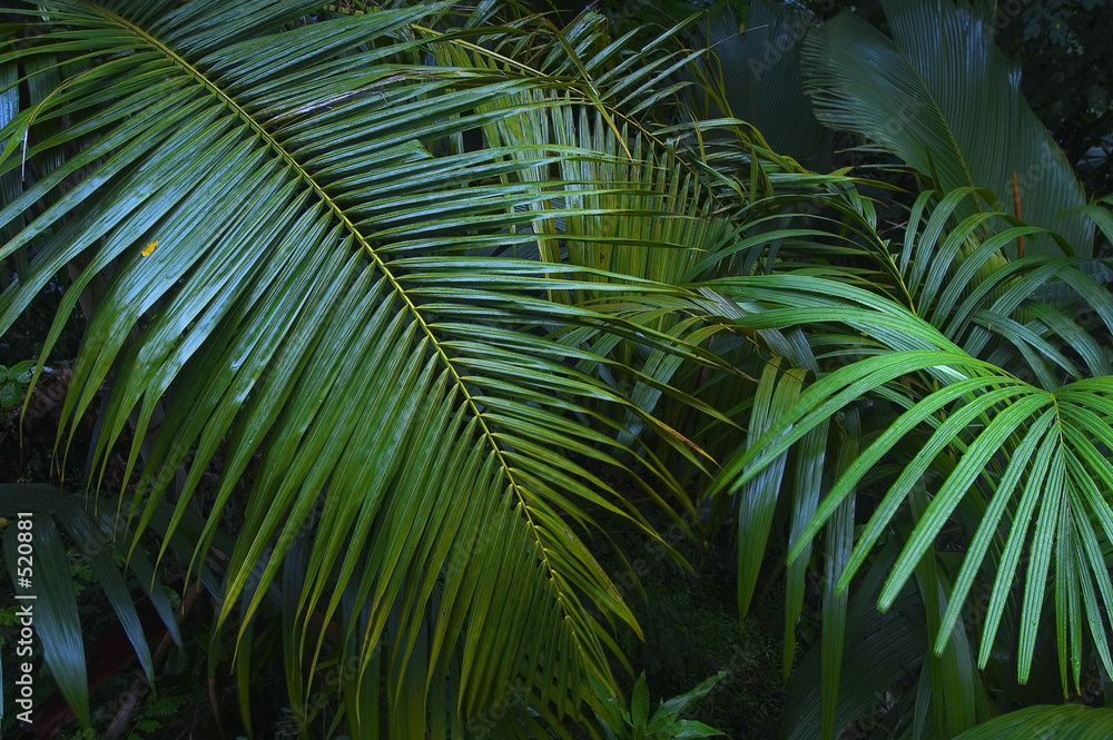 seychelles praslin seychelles praslin