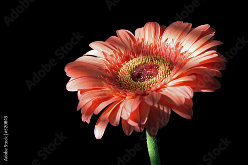 gerbera