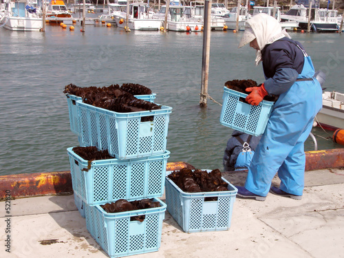 seaweed harvest