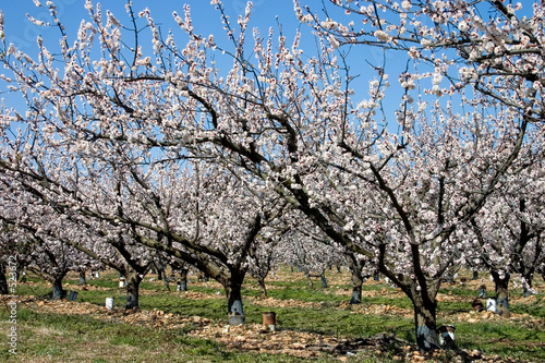 spring orchard