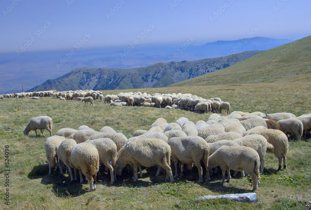 Fototapeta premium sheep eating at the pasture in macedonia
