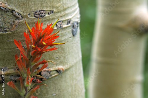 aspen trees and indian paintbrush