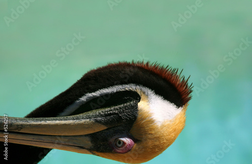 portrait of a pelican photo