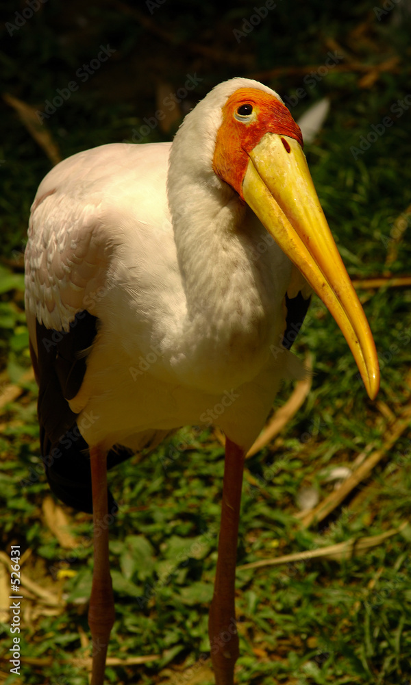 yellow billed stork yellow billed stork