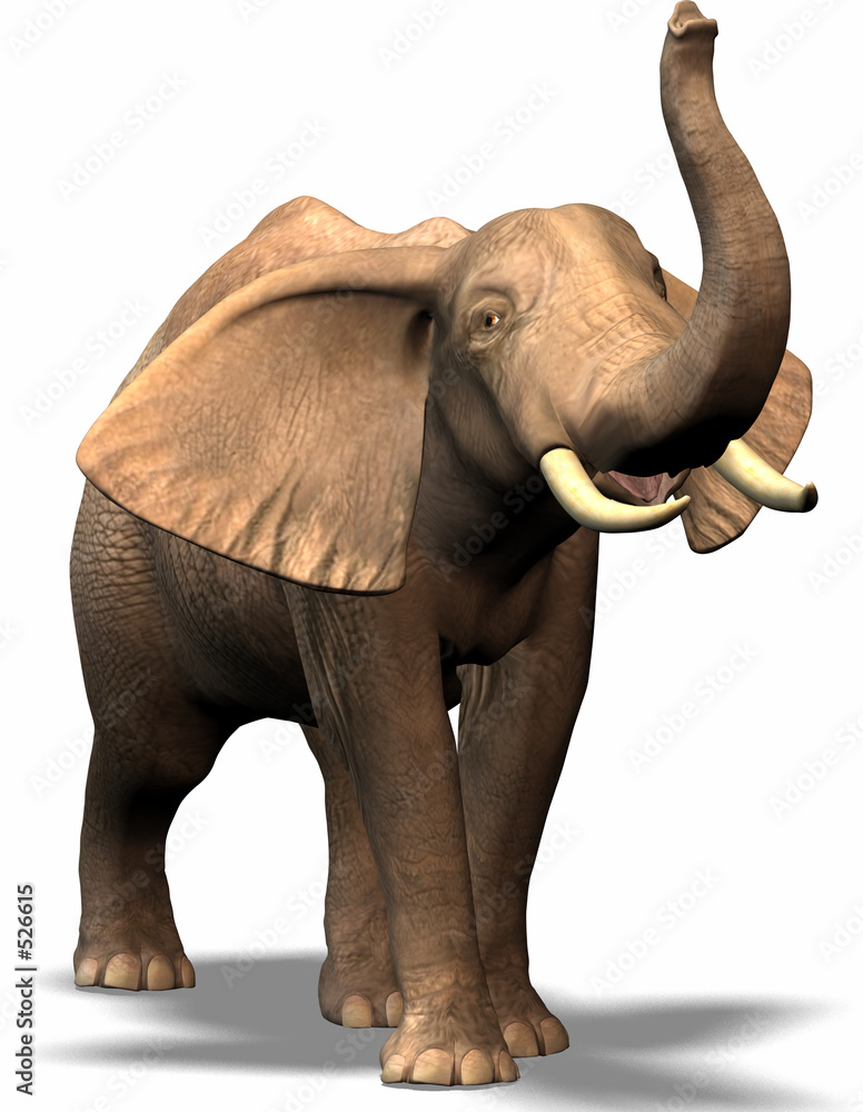 Obraz premium elefant