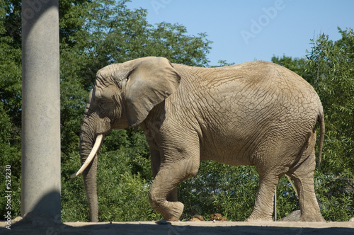 elephant photo