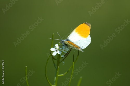 butterfly/orange tip photo