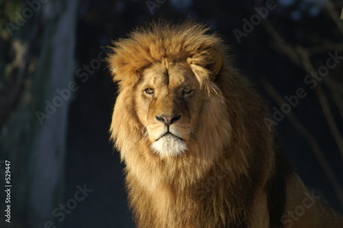 le roi lion