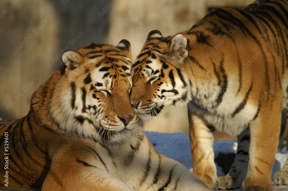 Fototapeta premium nice tigers