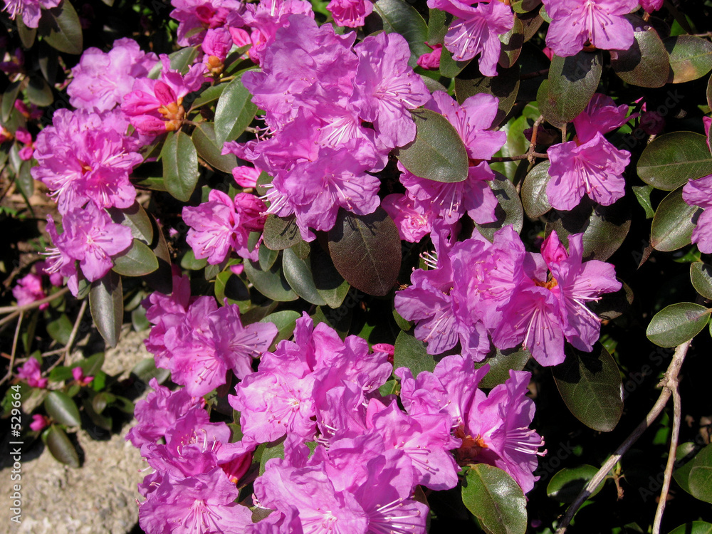 violet azalea bush violet azalea bush