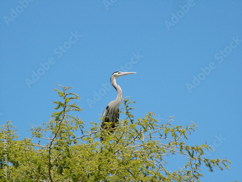 lonely ibis