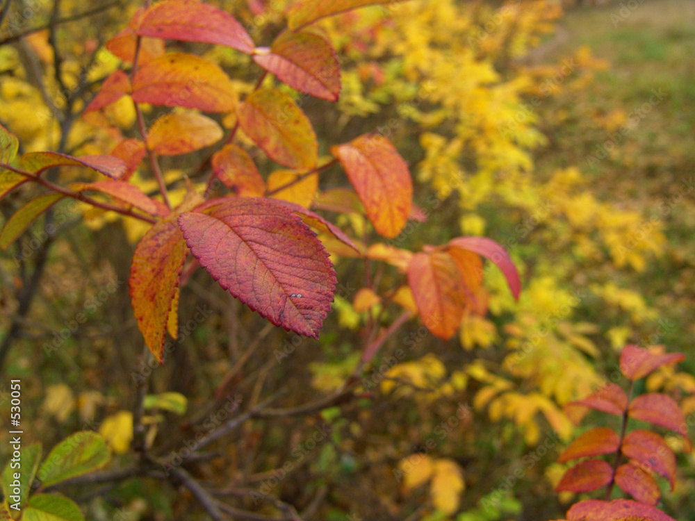 autumn leaves and bushes