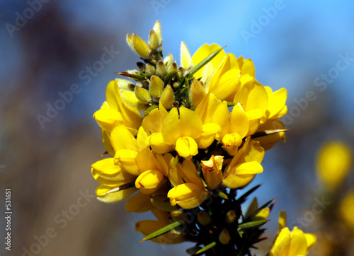 common gorse