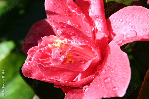 camelia