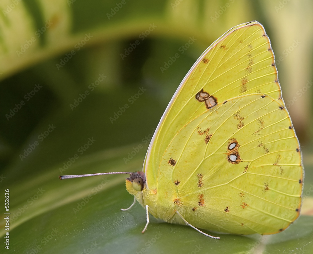 Fototapeta premium cloudless giant sulphur butterfly