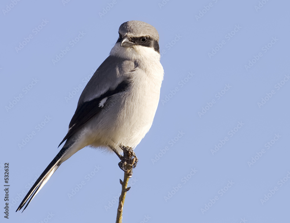 Konstfotografi loggerhead shrike