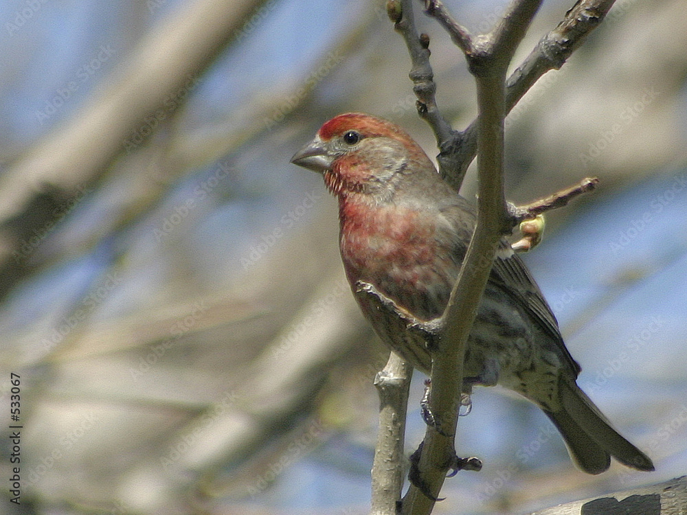 finch on a branch finch on a branch