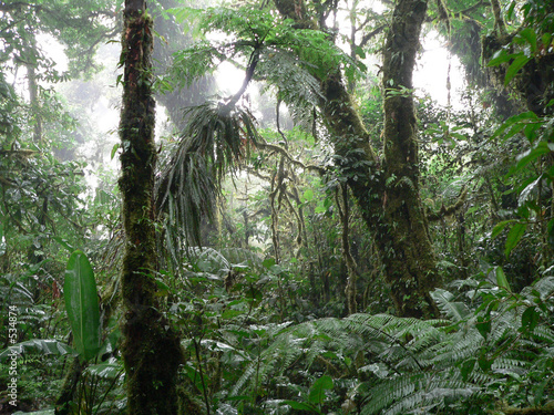 regenwald photo