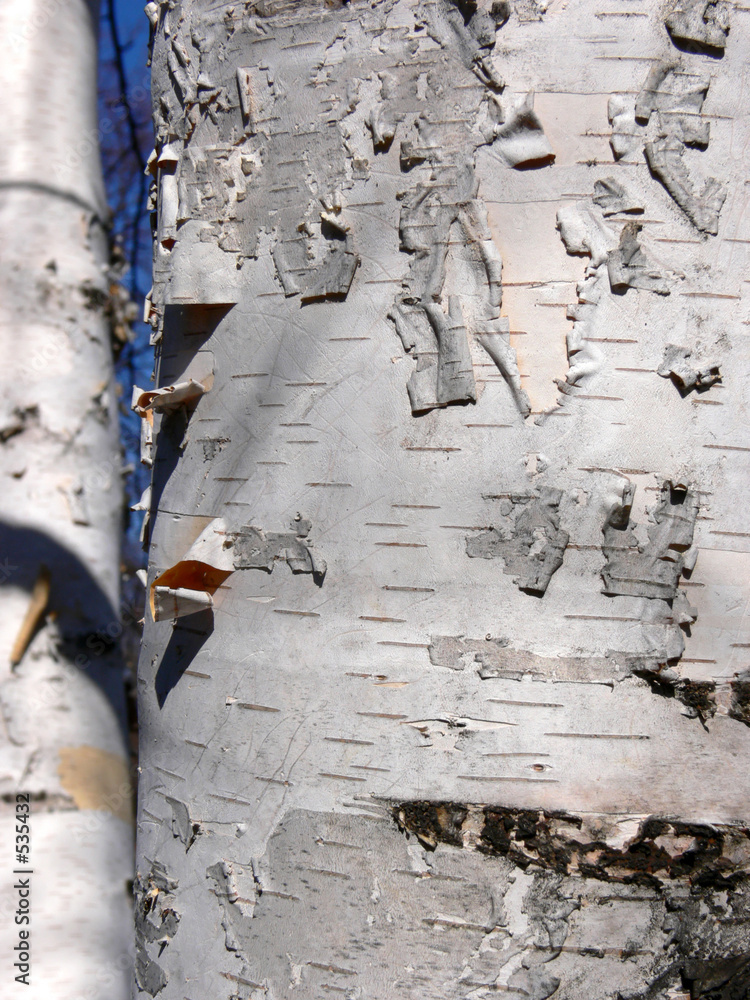 Fototapeta premium birch bark