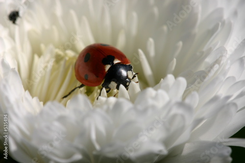 coccinelle sur paquerette pompon blanche
