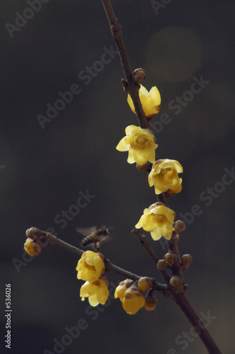 wintersweet