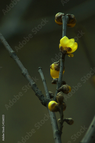 wintersweet