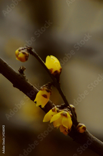wintersweet