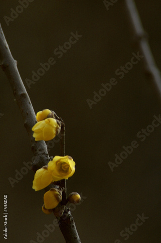 wintersweet