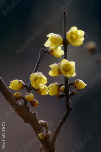 wintersweet