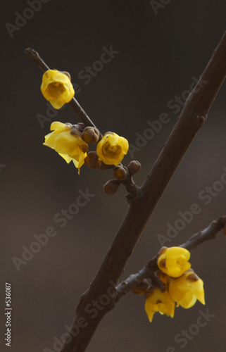 wintersweet