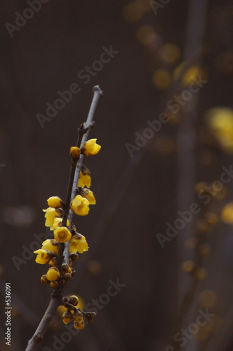 wintersweet