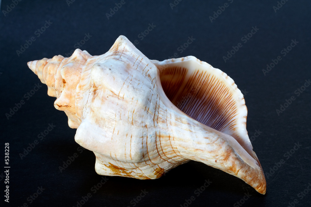 seashell, isolated on black background seashell, isolated on black background