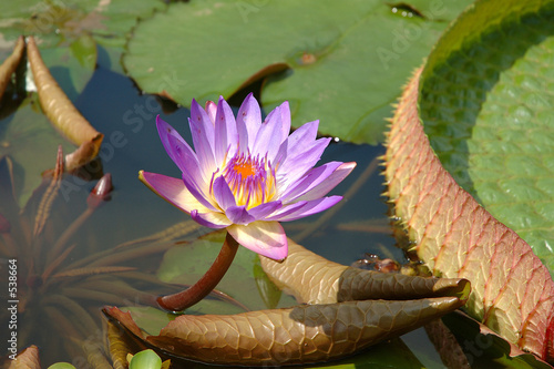 seerose