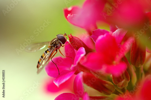 flower fly