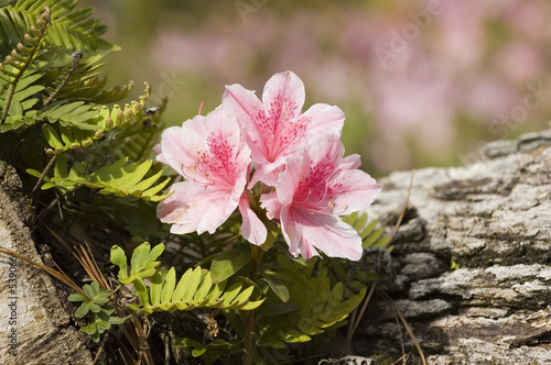azalea flower