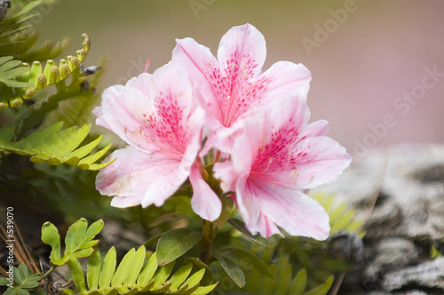azalea flower