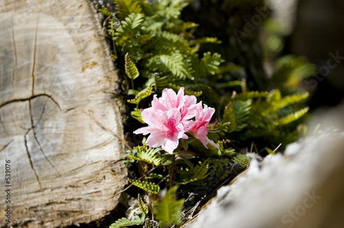 azalea flower