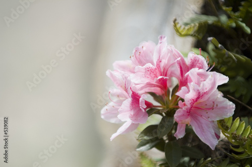 azalea flower