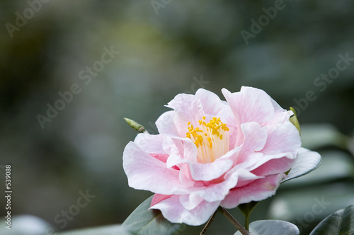 azalea flower
