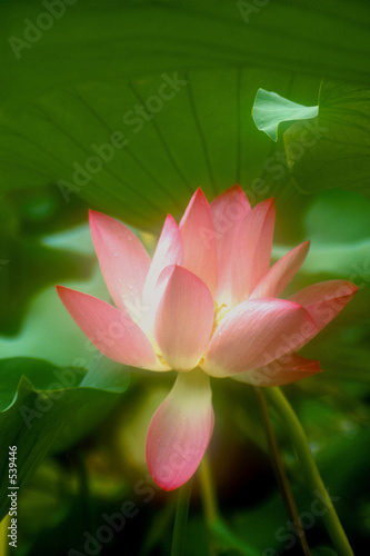 lotus