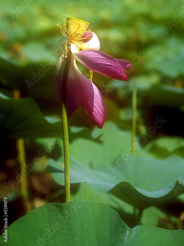 lotus