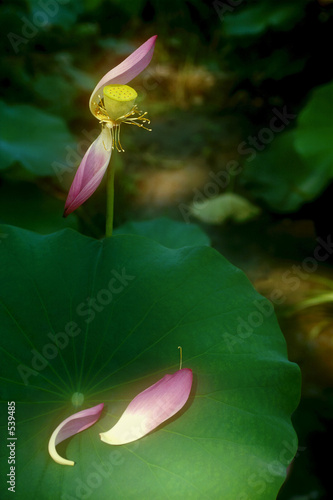 lotus