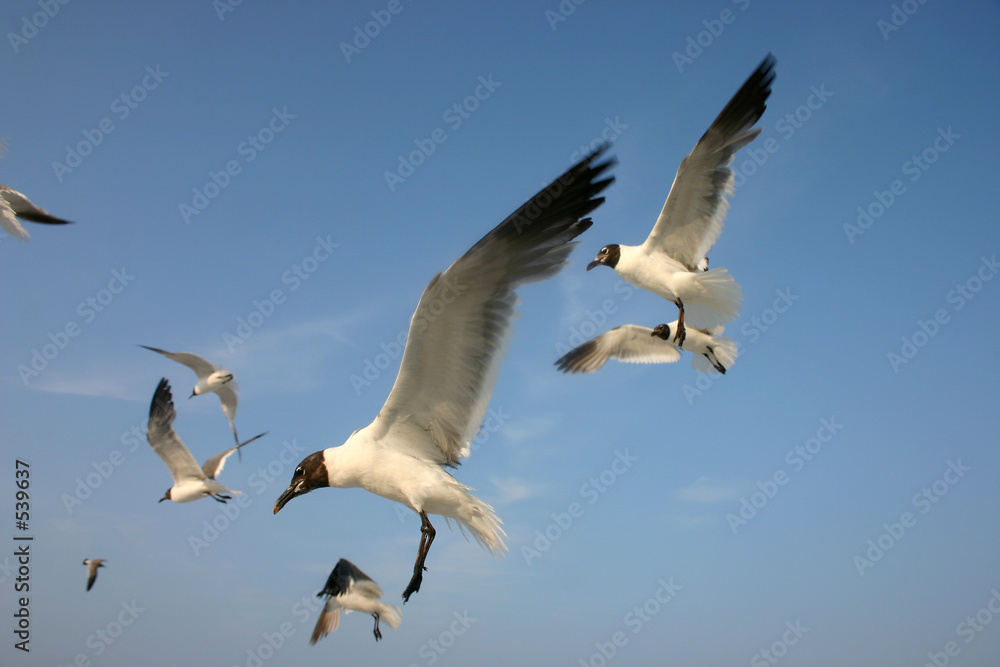 flight of the gull