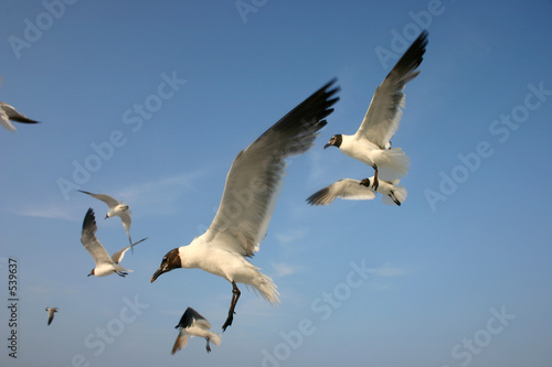 flight of the gull